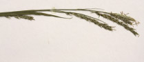 Carex Arctata