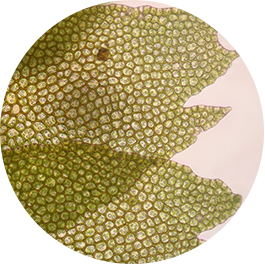 Microscope view of leaves