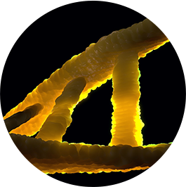 Microscopic view of DNA