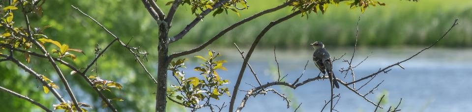 Bird on branch