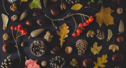 Leaves, pinecones, acorns, and berries