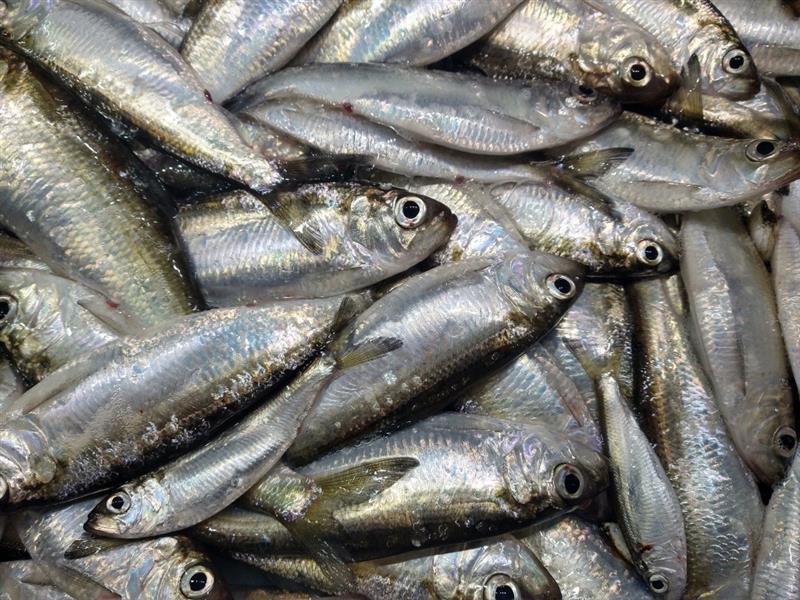 New York Sea Grant will offer an update on the current state of alewife, a key forage fish supporting Lake Ontario's prized trout and salmon fishery, during a one-hour free event at 6:30 p.m. on Tuesday, Sept. 23, in 122 Shineman Center 