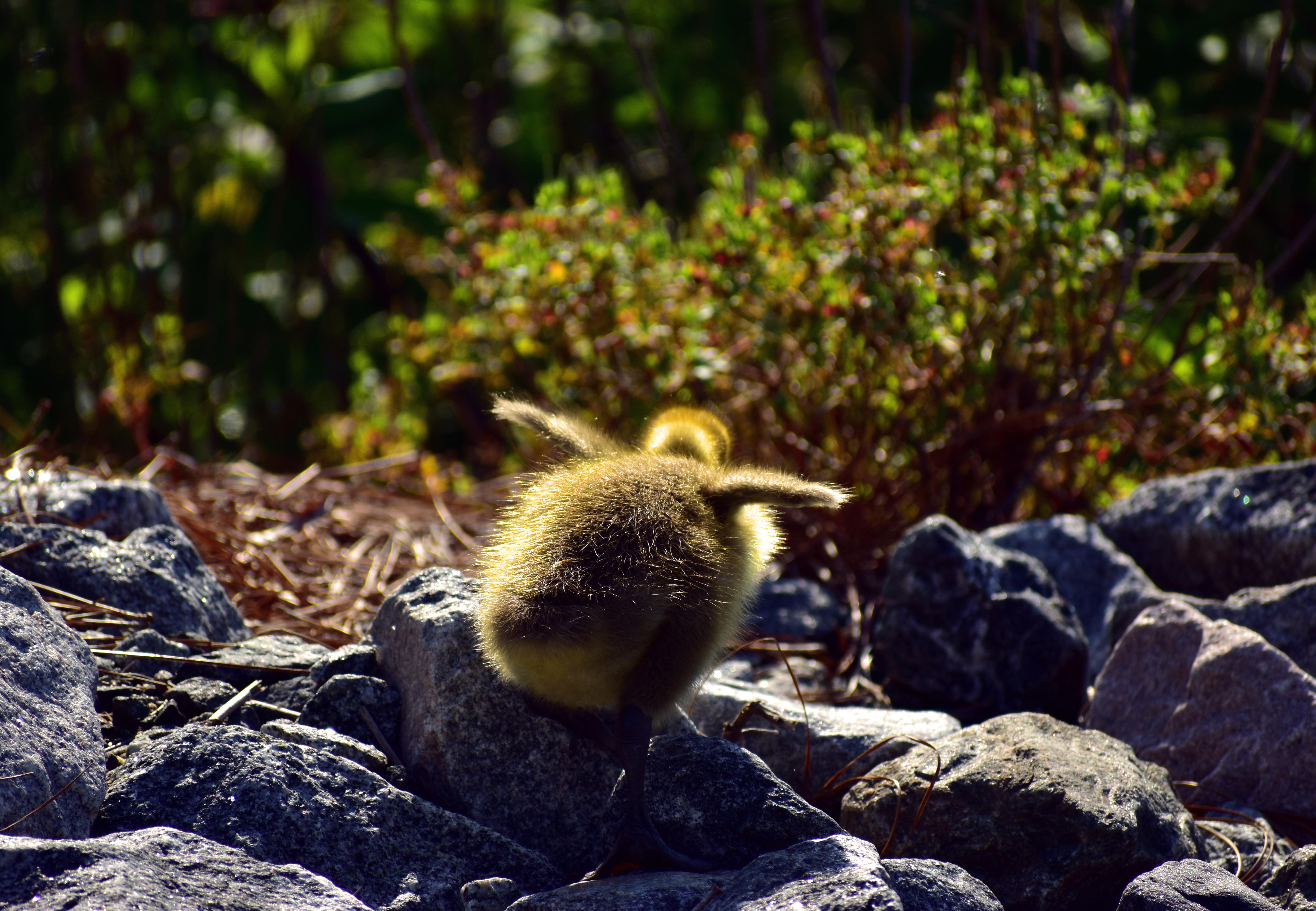 Bailey Maier photo of a baby bird from exhibition in Penfield Library