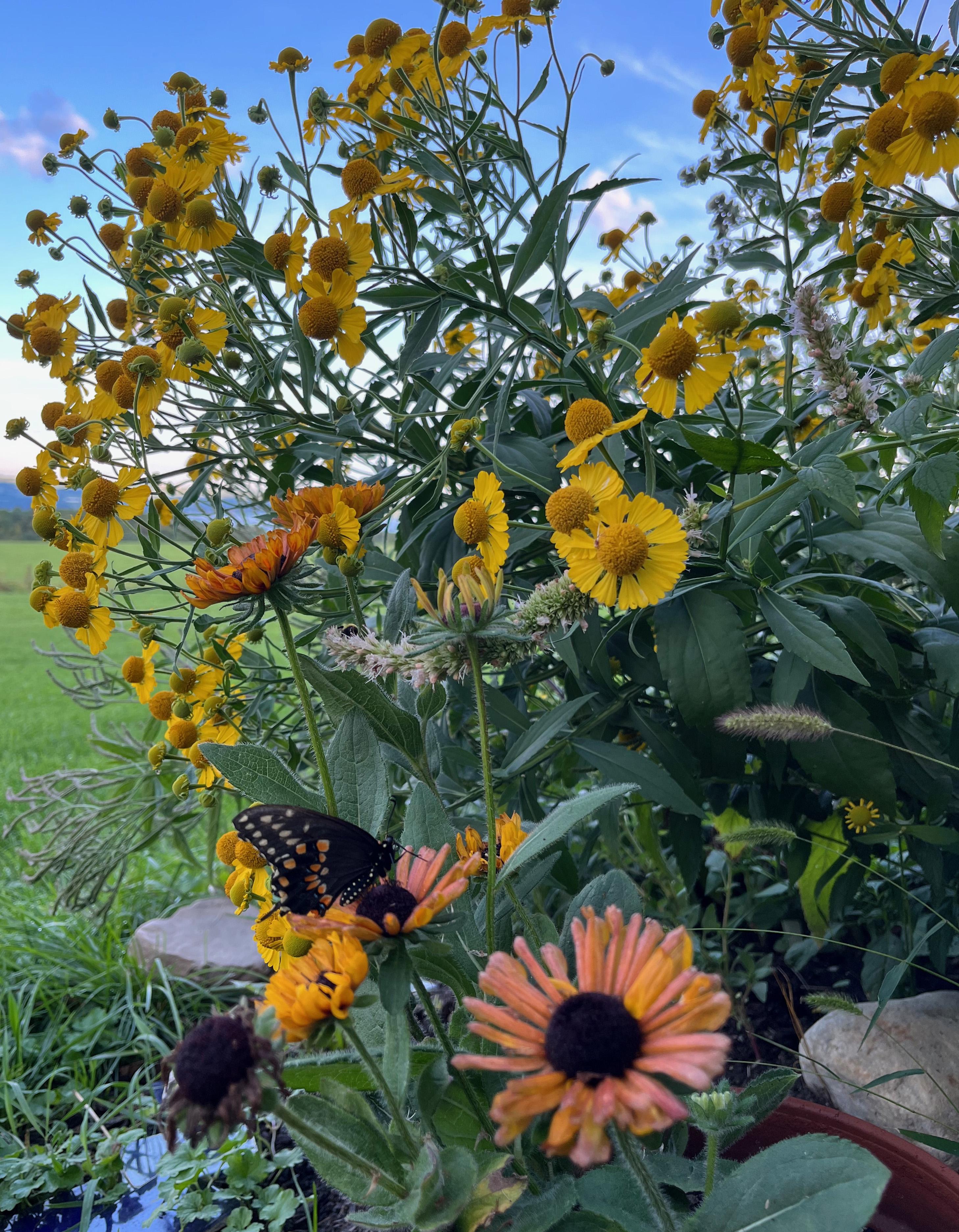 A butterfly perches on a Rudbeckia plant