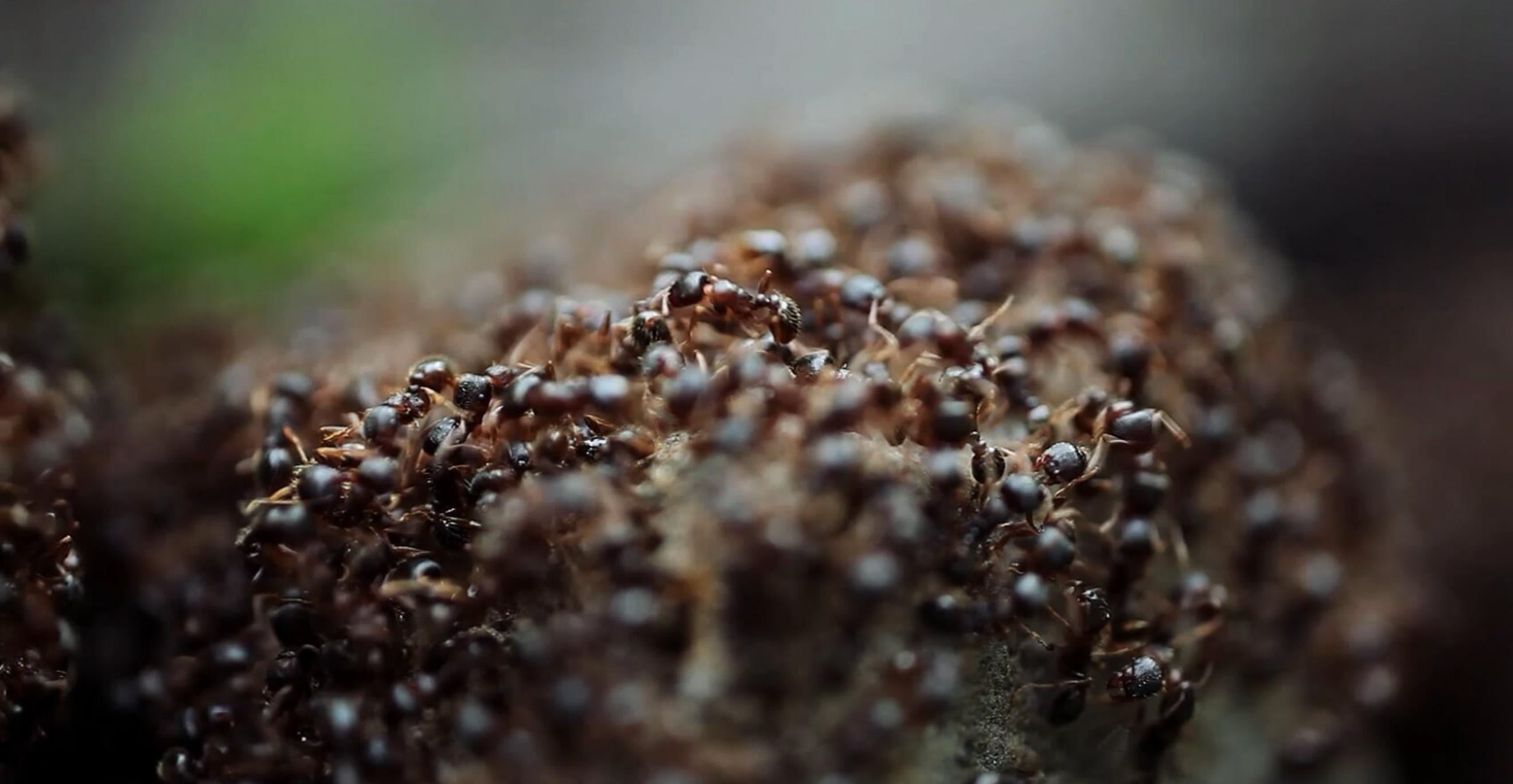 Image of ants during a Nebraska ice storm from Tiffany Deater's video exhibition