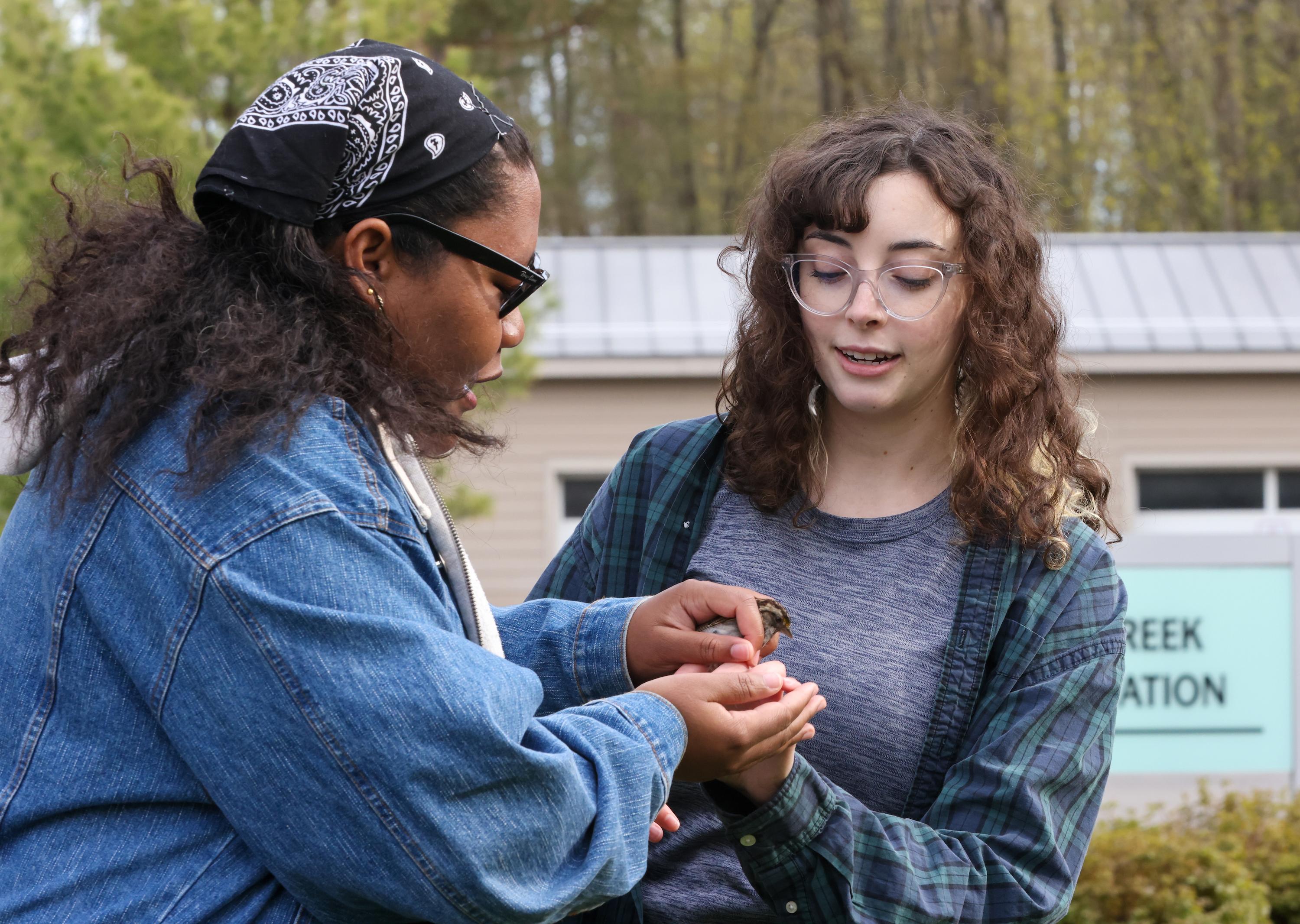 Attendees of the Feathered Friends Festival will have the opportunity to work with SUNY Oswego faculty and students to gently interact with birds