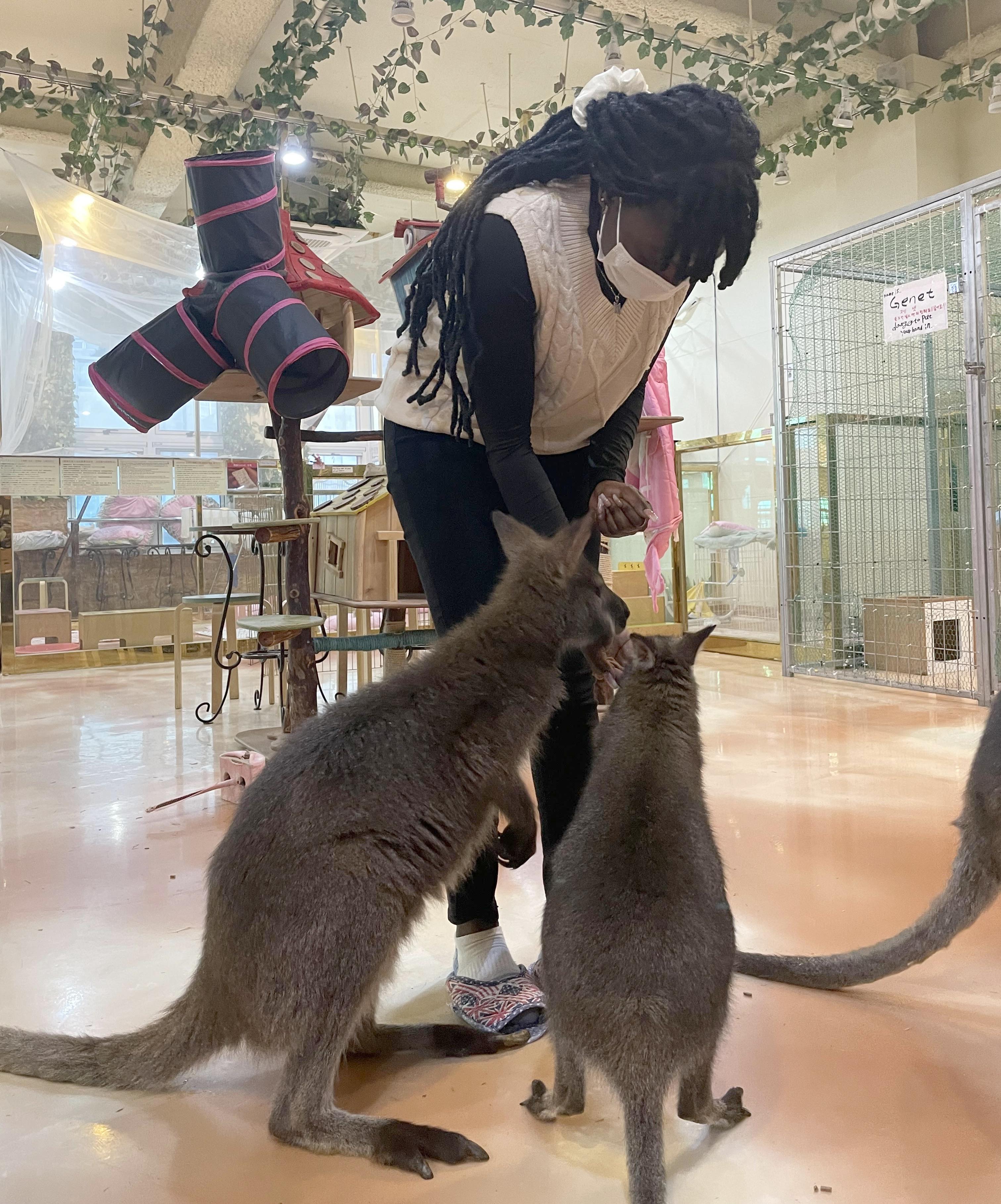 Oswego student Favoured-Joy Oghenekome experiences a meerkat cafe in Korea