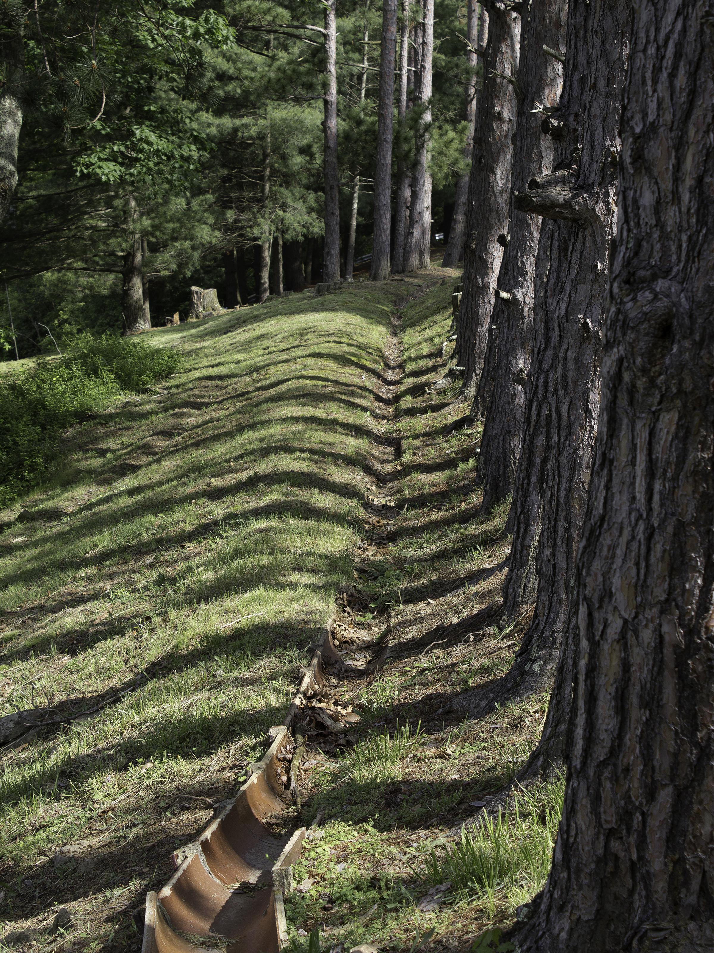 Jenilee Ward photograph of shadows of trees in a forest