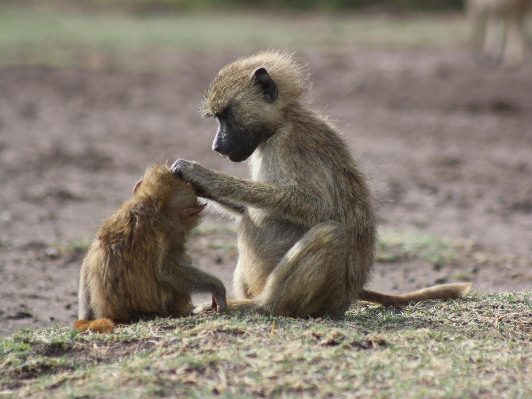 A pair of baboons in the wild grooming