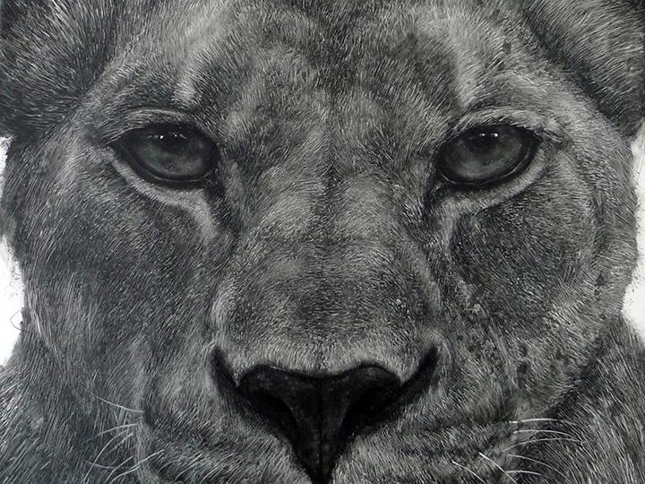 Artistic rendering of the face of a lioness 