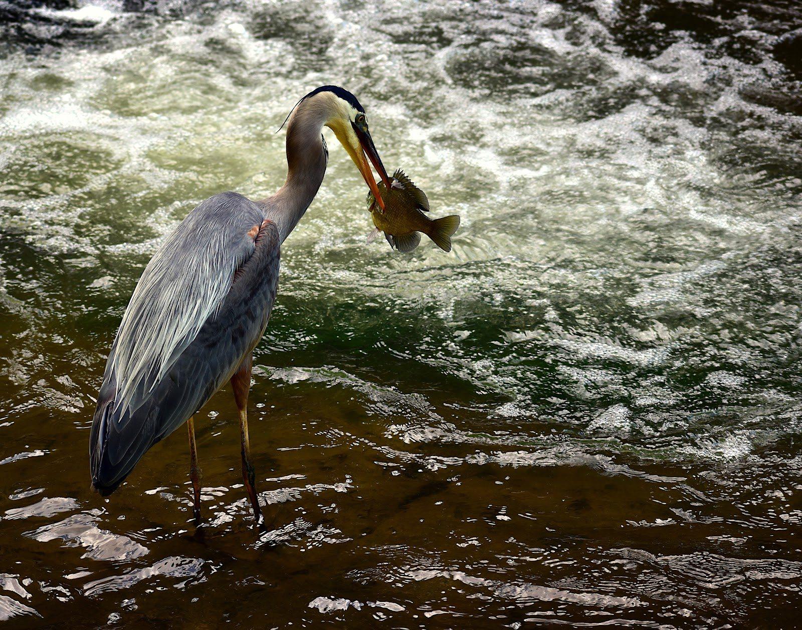 A heron catches a fish in this Bailey Maier photograph in the college's 58th annual Juried Student Exhibition