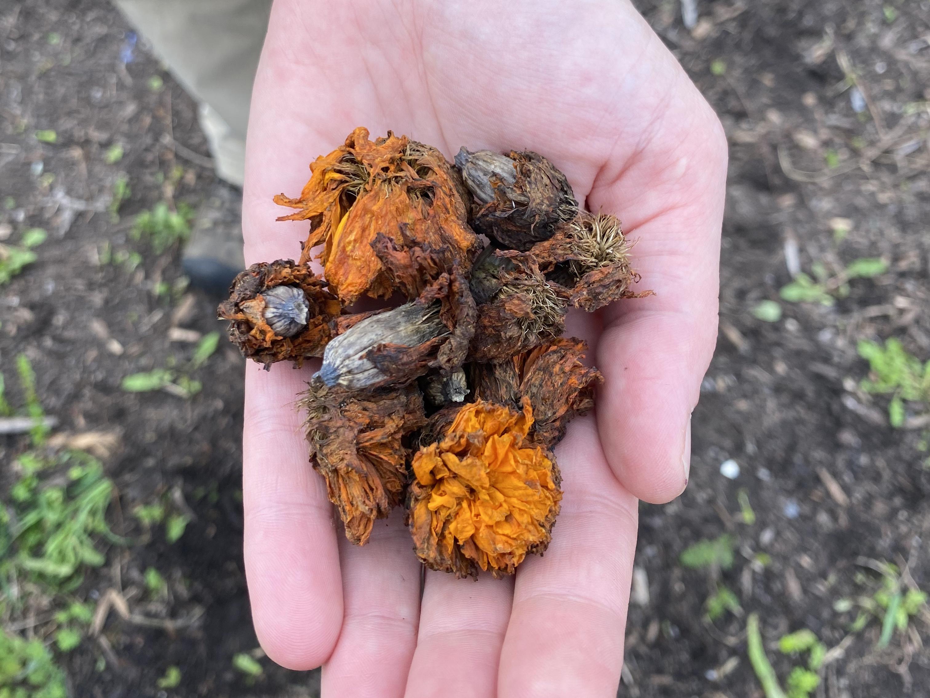 A hand holds some marigold seeds