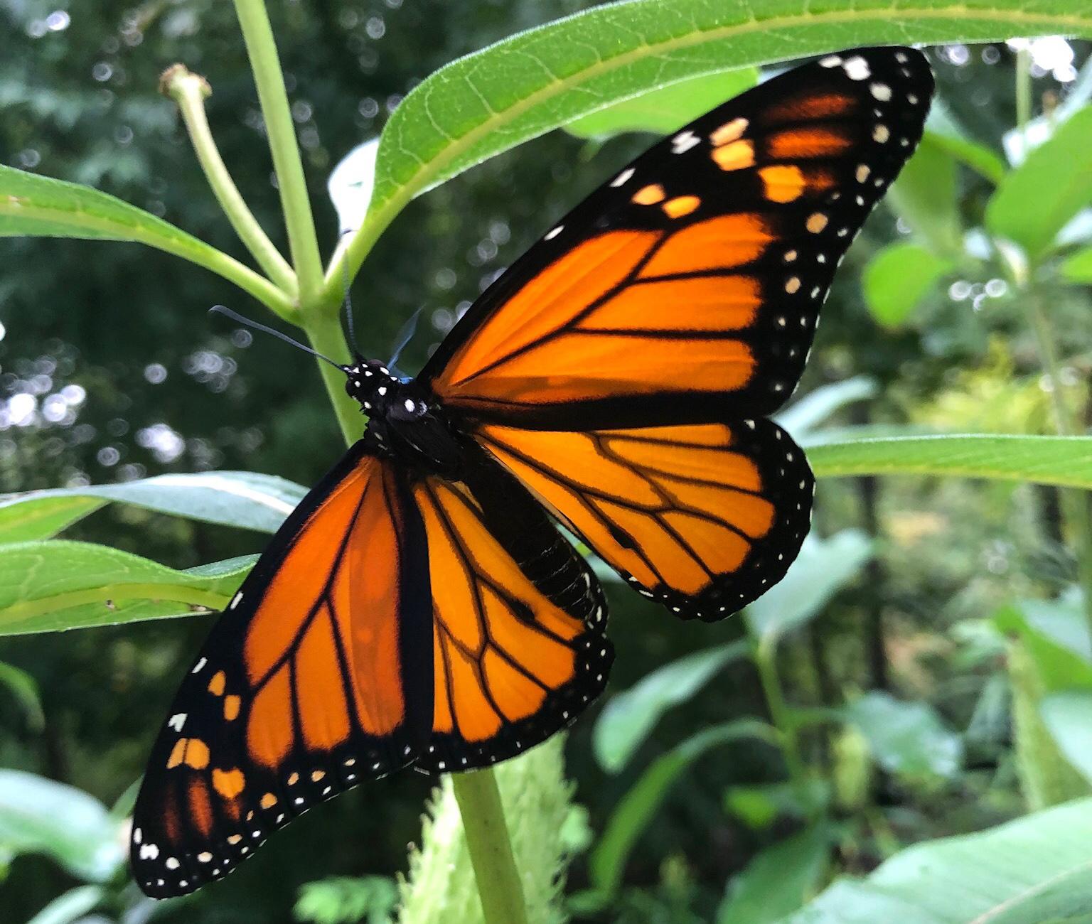 A butterfly perches on a leaf