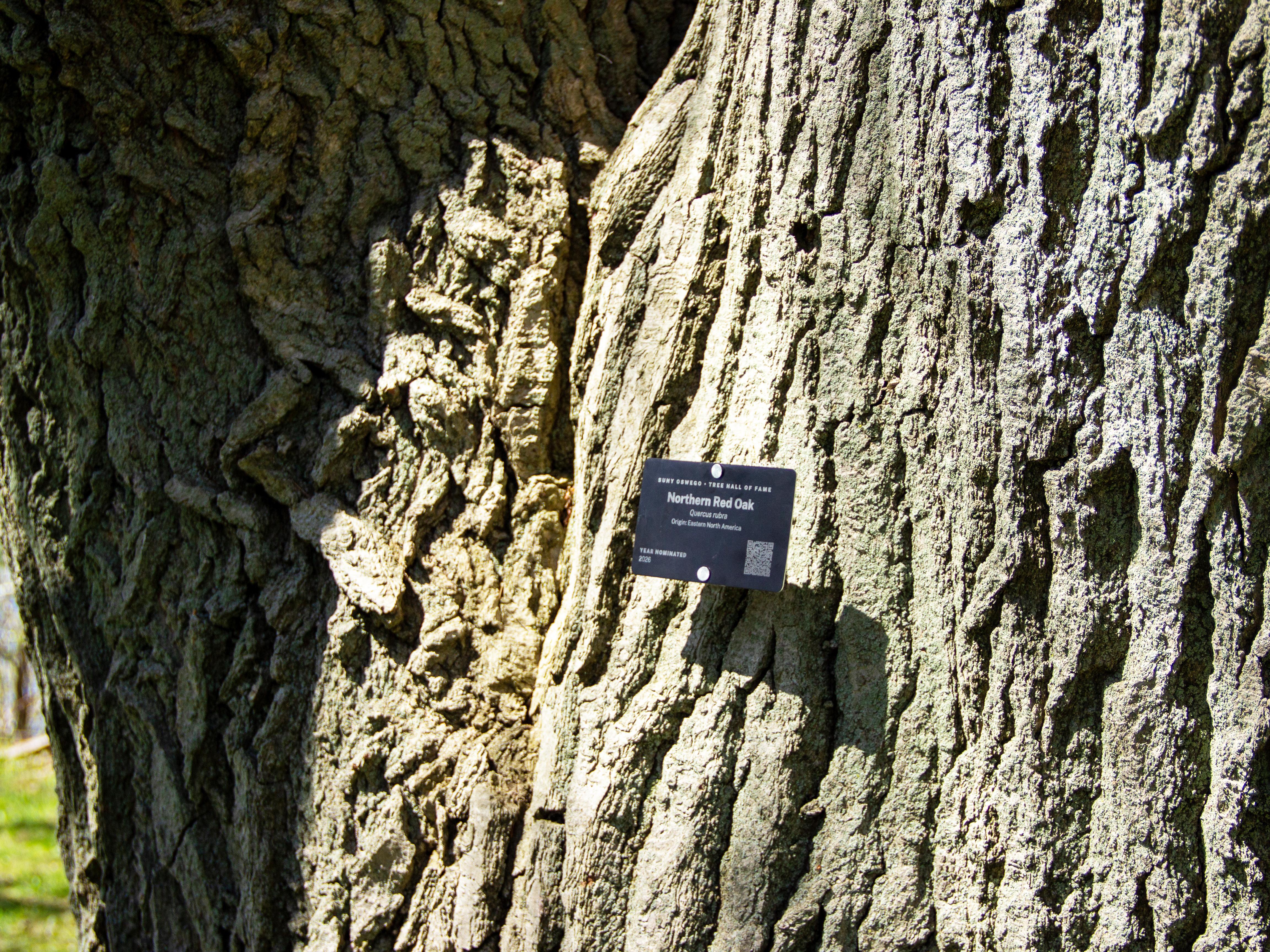Northern Red Oak with labeling plaque