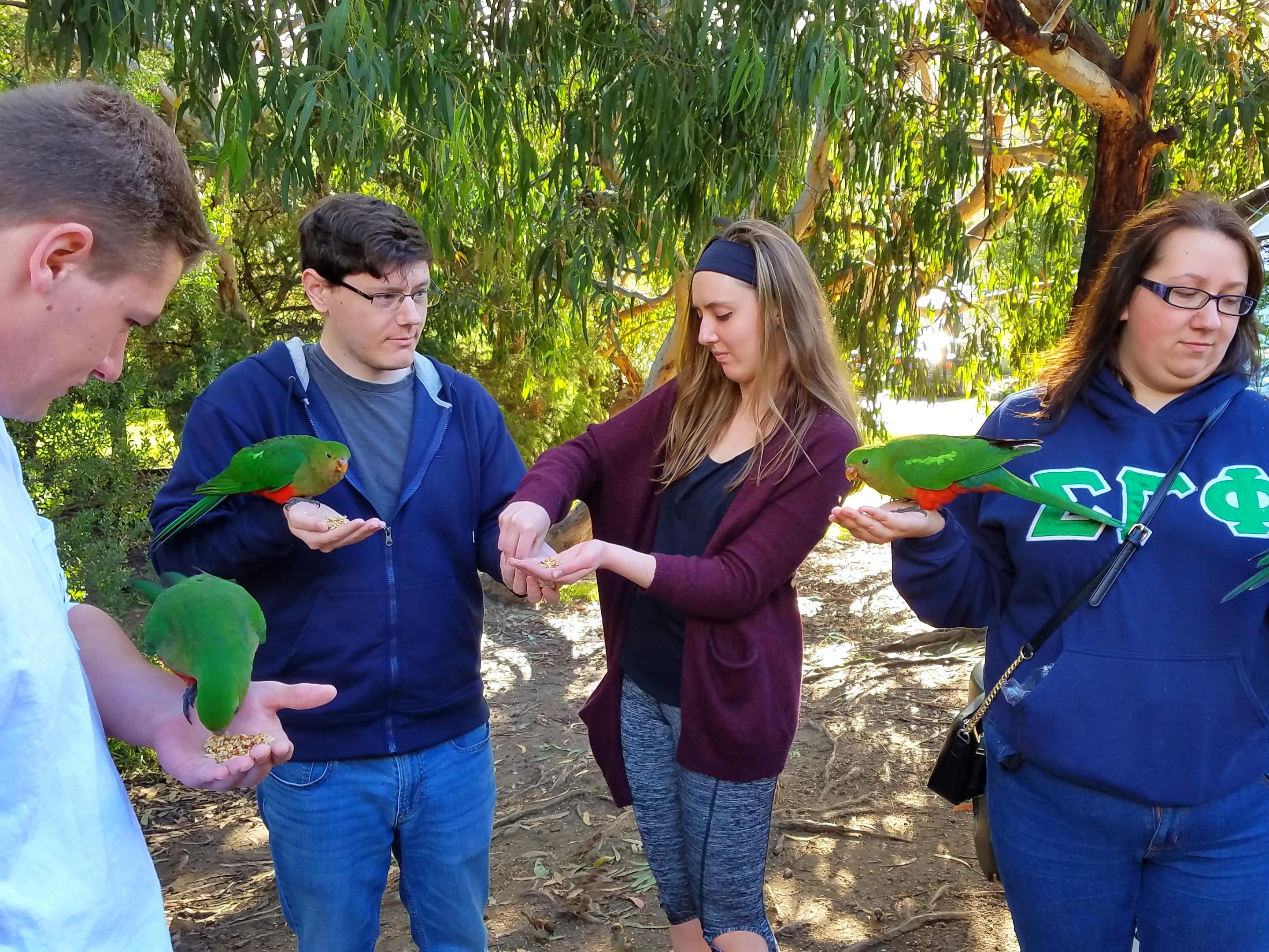 Students with rainbow lorikeets along Great Ocean Road