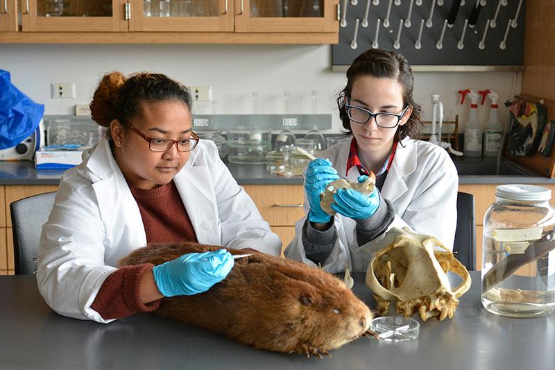 Students doing collections work in lab