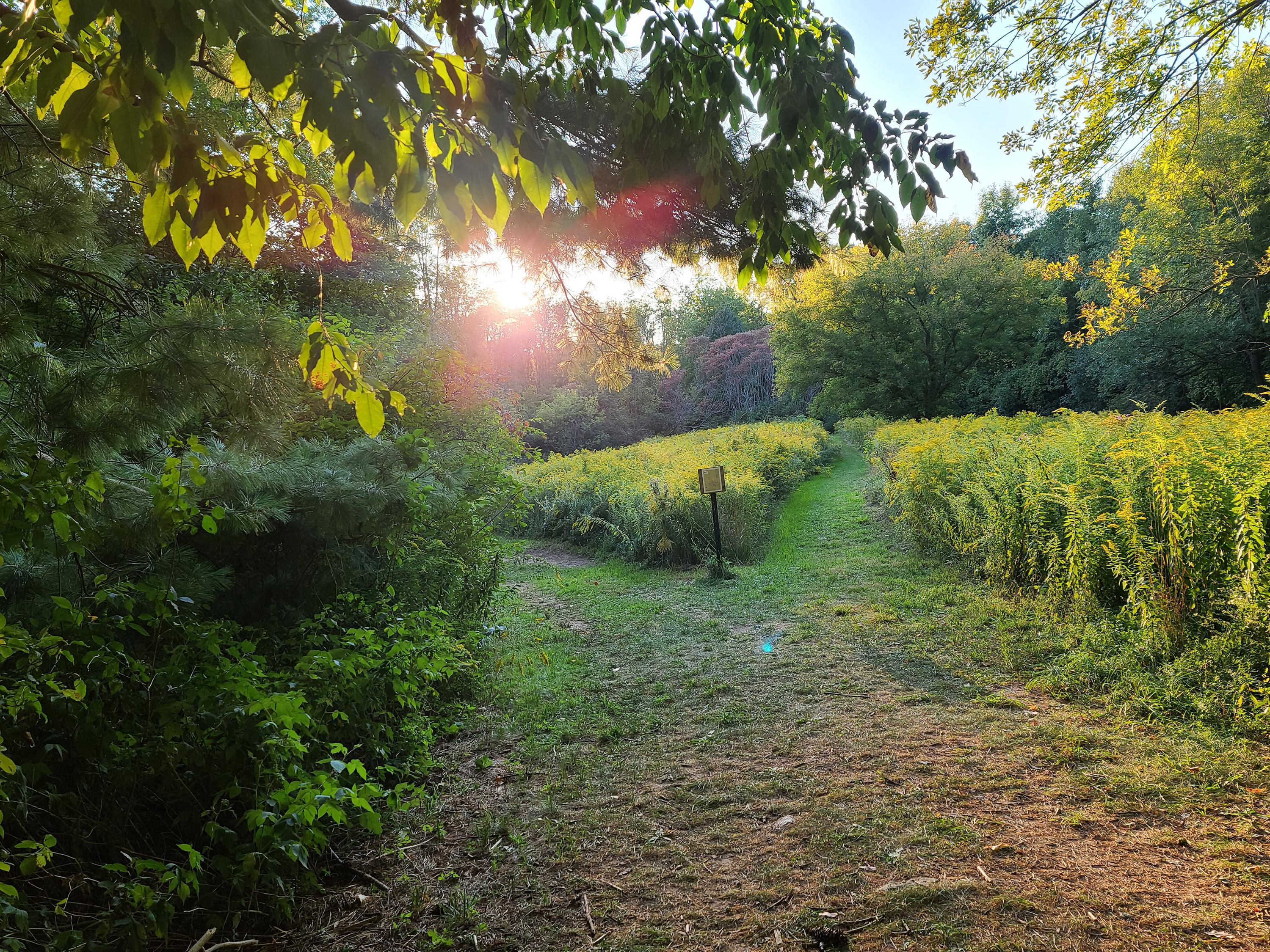 Serene scene of a trail in Rice Creek Field Station, the sun peeking through the leaves