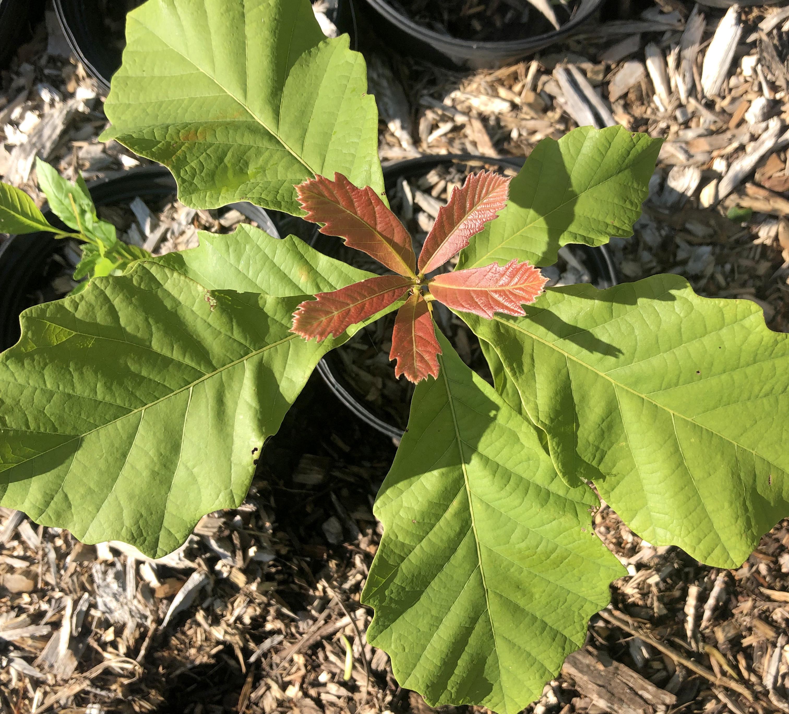 A swamp white oak seedling