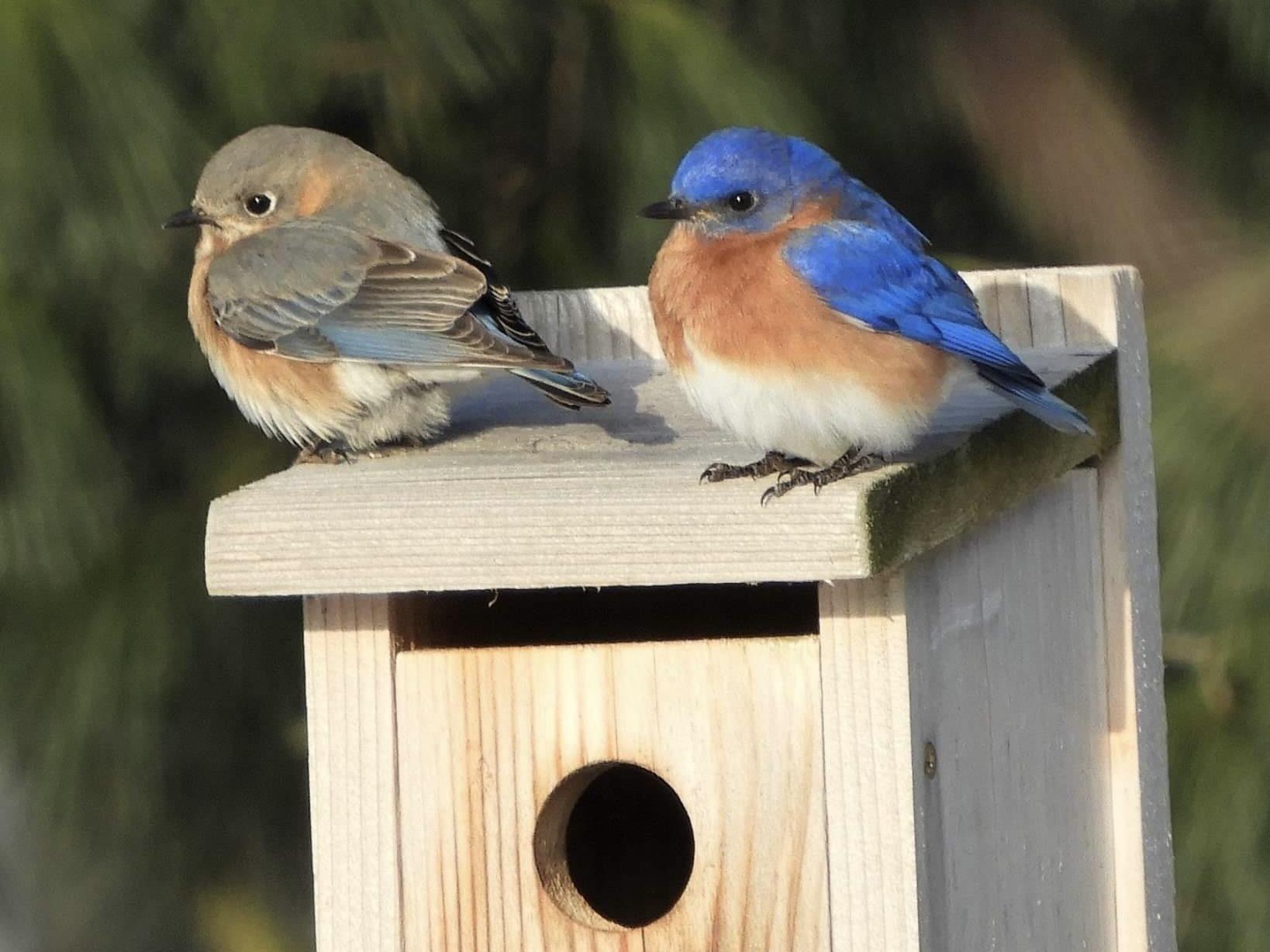 Two colorful birds rest on a birdhouse