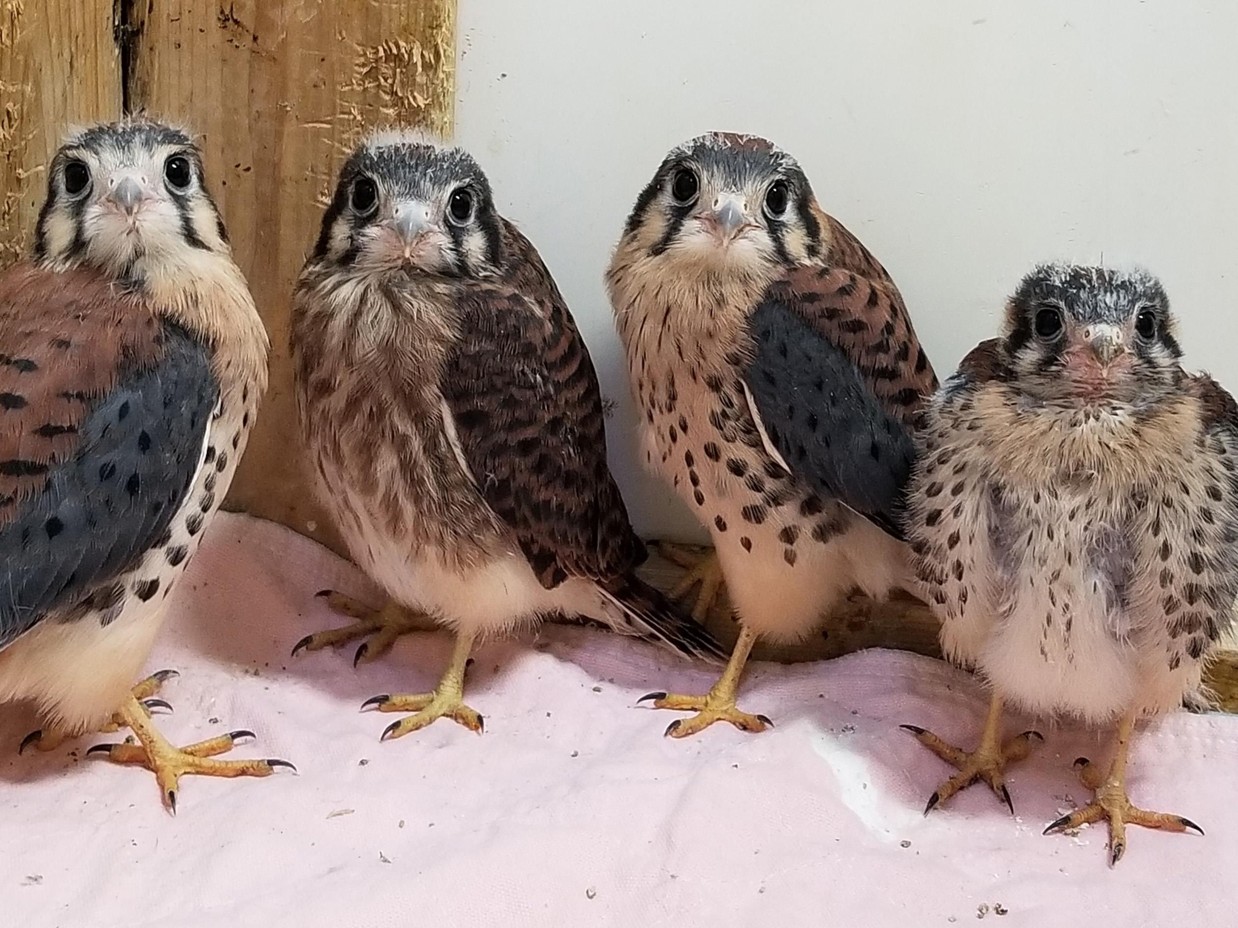 Rice Creek To Host Talk On Migration By Alumna Local Wildlife rice-creek-to-host-talk-on-migration-by-alumna-local-wildlife