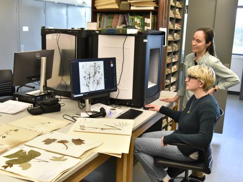 The SUNY Oswego herbarium is providing hands-on opportunities for student researchers helping preserve and provide access to a vast collection