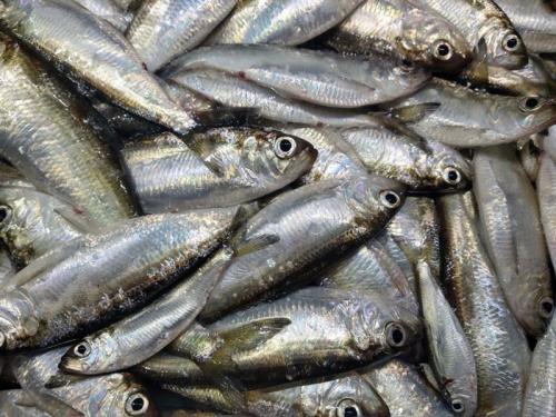 New York Sea Grant will offer an update on the current state of alewife, a key forage fish supporting Lake Ontario's prized trout and salmon fishery, during a one-hour free event at 6:30 p.m. on Tuesday, Sept. 23, in 122 Shineman Center 