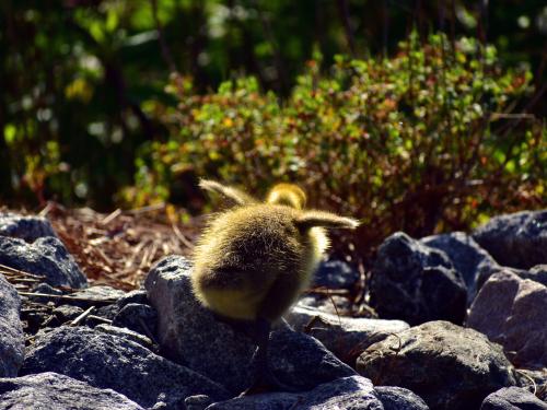 Bailey Maier photo of a baby bird from exhibition in Penfield Library