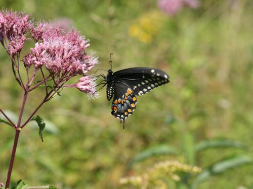 A black swallowtail butterfly perches on a purple flowering plant