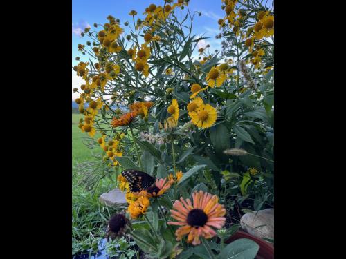 A butterfly perches on a Rudbeckia plant