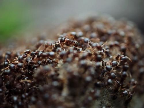 Image of ants during a Nebraska ice storm from Tiffany Deater's video exhibition