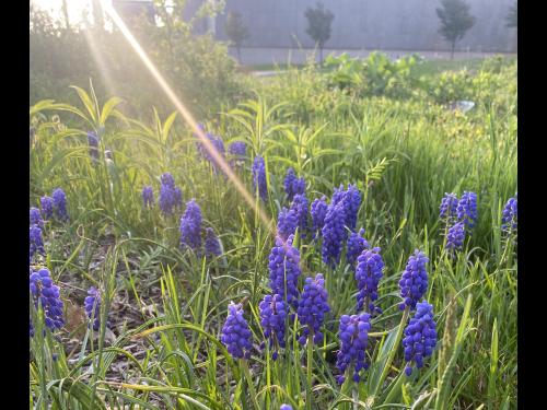 The sun shines in on an angle upon purple blooms and green grass