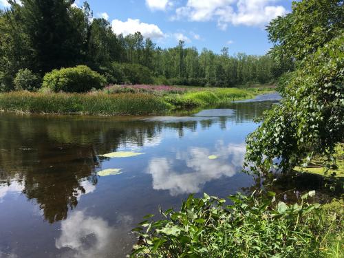 A serene spring day overlooking a colorful piece of wetland at Rice Creek Field Station