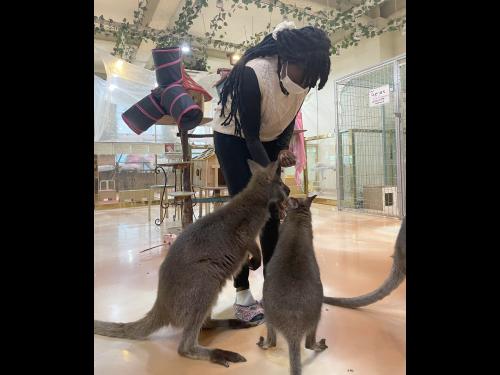 Oswego student Favoured-Joy Oghenekome experiences a meerkat cafe in Korea