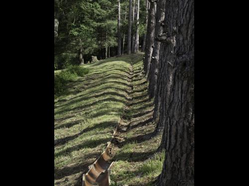 Jenilee Ward photograph of shadows of trees in a forest