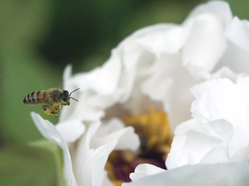 A bee approaches a flower