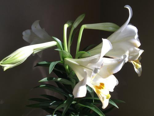 Easter lilies are among the flowers available during a SEFA sale