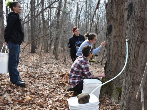 Students tap trees for maple sap during the annual Maple on Tap program