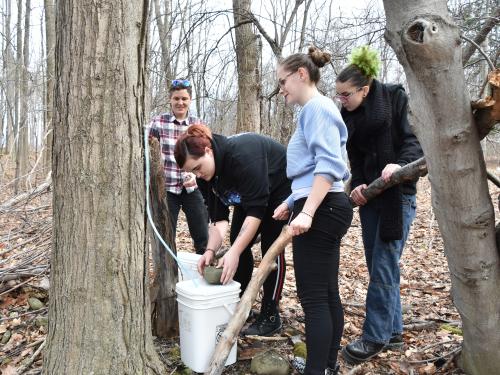 Students collect maple sap that will become syrup