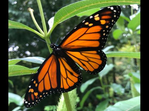 A butterfly perches on a leaf