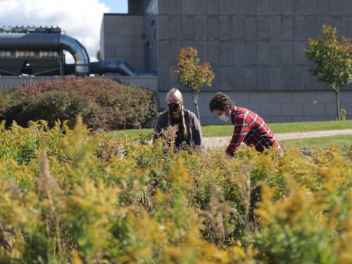 Intern Sarah Smelko and Campus Sustainability Manager Kate Spector, both with the college's Office of Sustainability, work in the redeveloped Permaculture Learning Laboratory, a large community garden between Shineman Center and Lee Hall