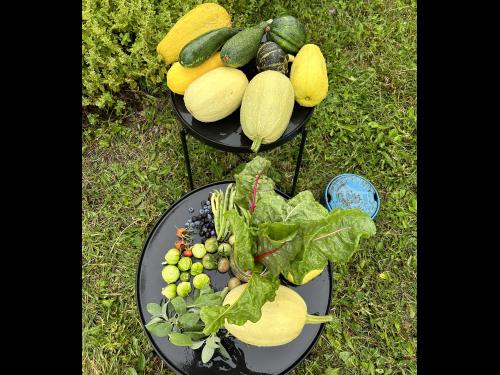 Produce gathered from the Permaculture Living Laboratory