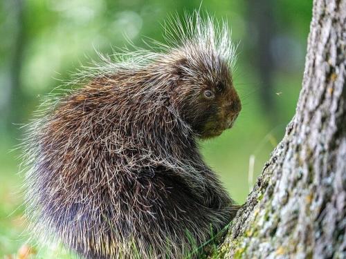 Porcupine next to a tree