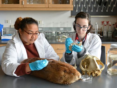 Students doing collections work in lab