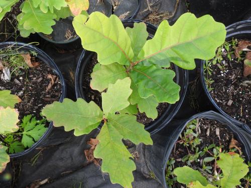 White oak project trees from Canal Forest Restoration Project