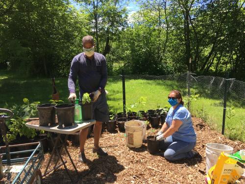 Kamal Mohamed, Rice Creek Field Station director, and Laurel Artz, Rice Creek Association president, transplant tree seedlings as part of the Canal Forest Restoration Project