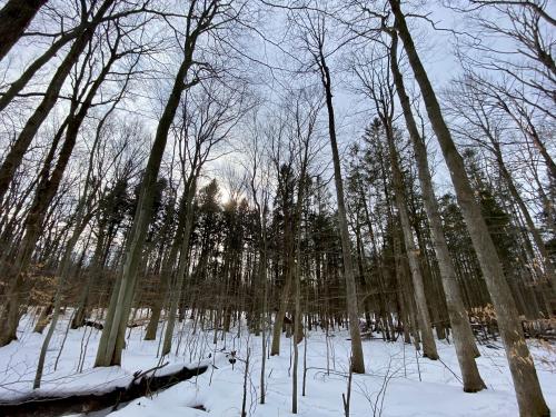 Winter photo of the woods at Rice Creek Field Station