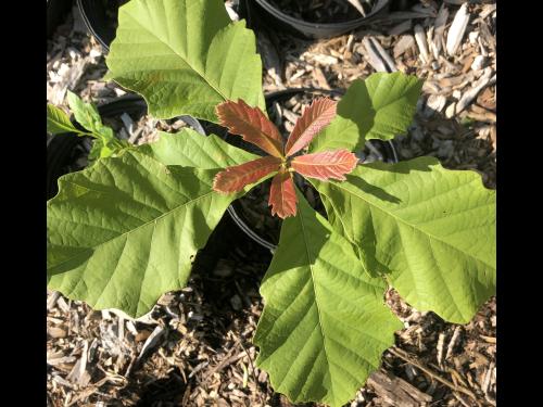 A swamp white oak seedling