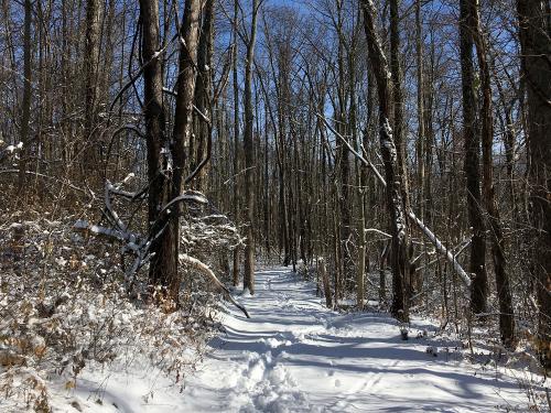 Rice Creek Field Station woods covered in snow