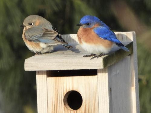 Two colorful birds rest on a birdhouse