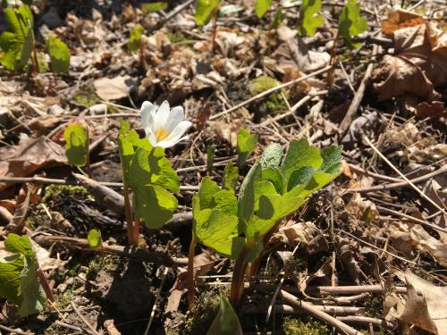 Looking for these buds and blooms at Rice Creek is among the planned Wellness Day activities